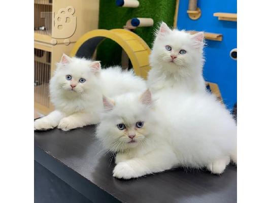 PoulaTo: Ragdoll Kittens προς πώληση Αρσενικό/θηλυκό